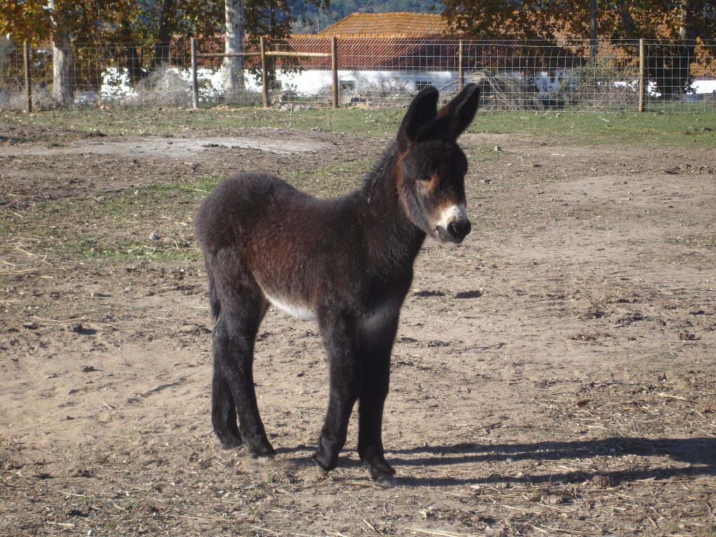 burros à venda em Portugal
