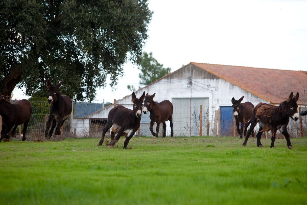burros à venda em Portugal